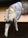 FB_IMG_1682273445747.jpg