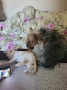 FB_IMG_1689798401496.jpg