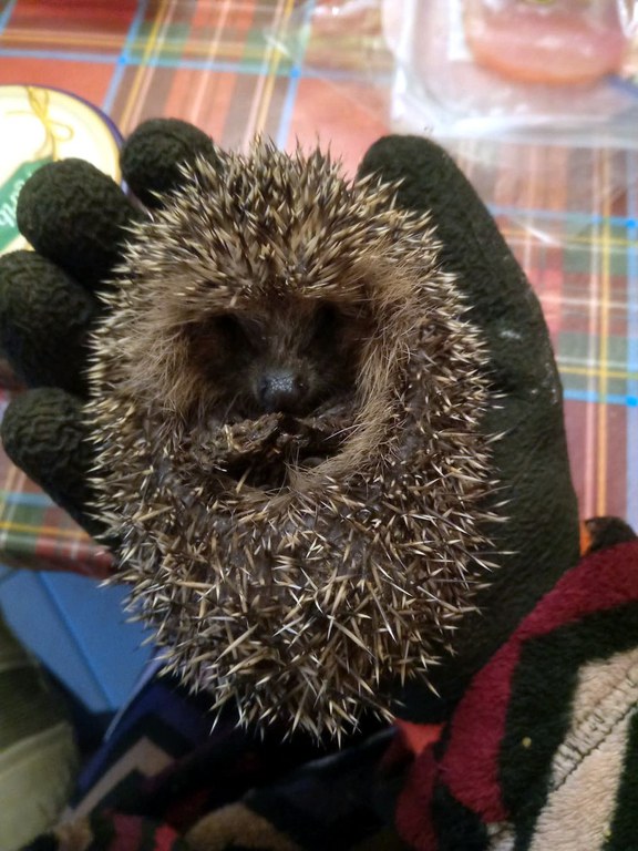 FB_IMG_1762378293288.jpg FB_IMG_1762378293288.jpg