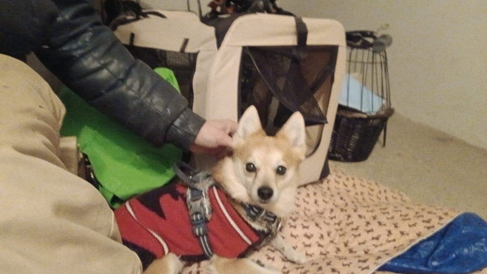 IMG-20250218-WA0009.jpg