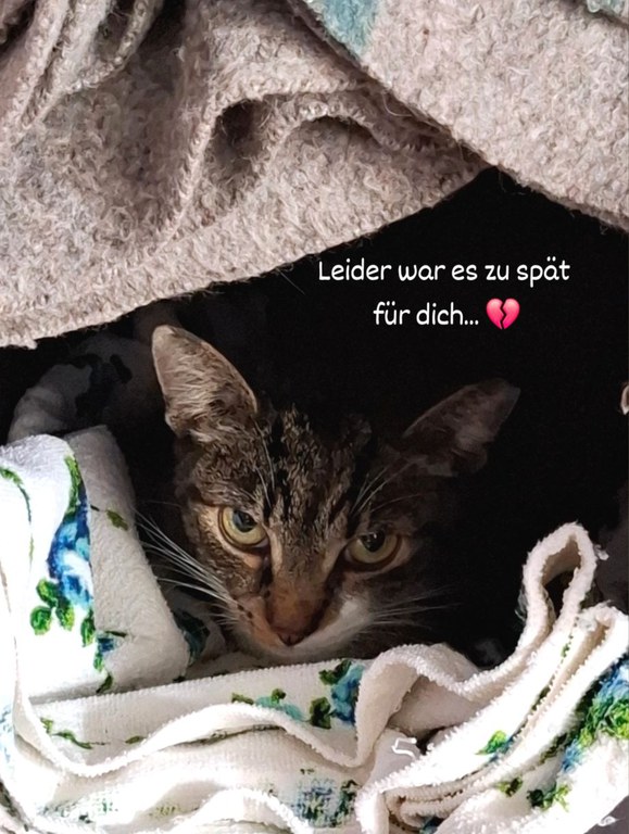 IMG_20251217_105833_541.jpg IMG_20251217_105833_541.jpg