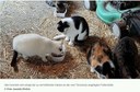 Katzen Futter.jpg