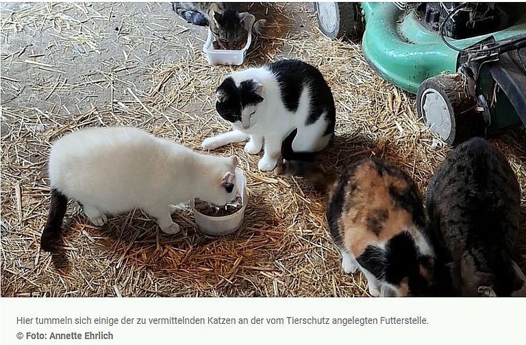 Katzen Futter.jpg