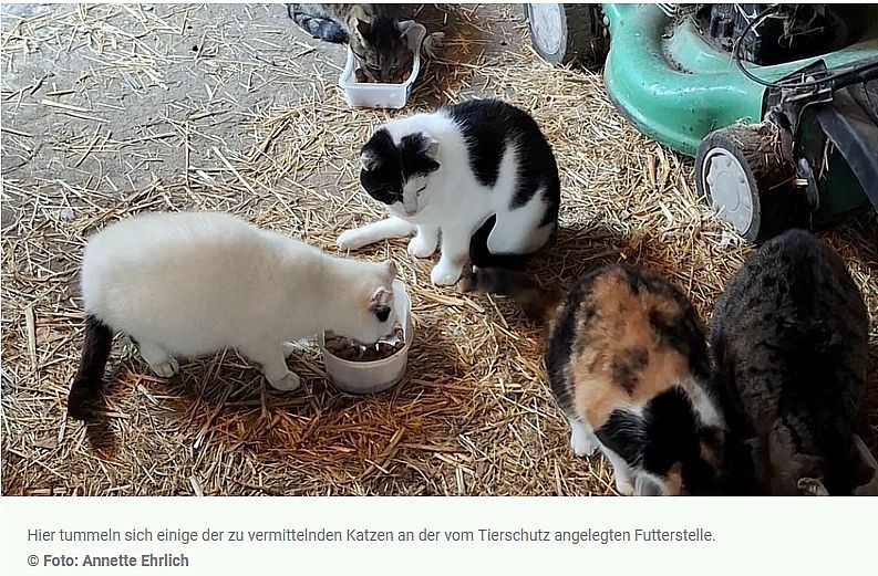 Katzen Futter.jpg