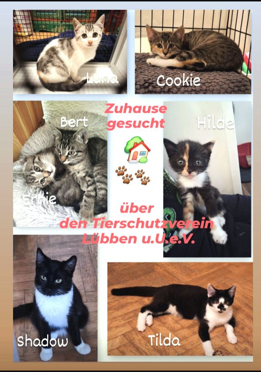 Zu Hause geucht 22092025.jpg