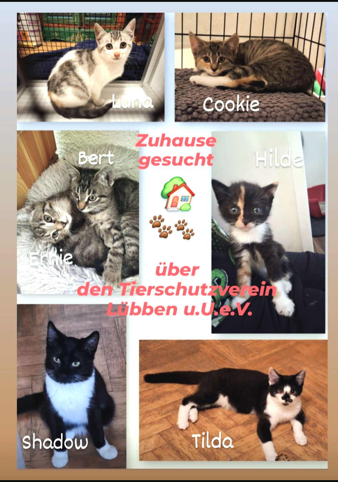 Zu Hause geucht 22092025.jpg